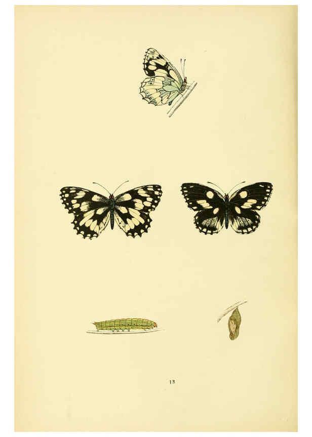 Reproducción/Reproduction 6073603646: A history of British butterflies London :John C. Nimmo,1890