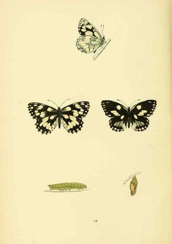 Reproducción/Reproduction 6073603646: A history of British butterflies London :John C. Nimmo,1890