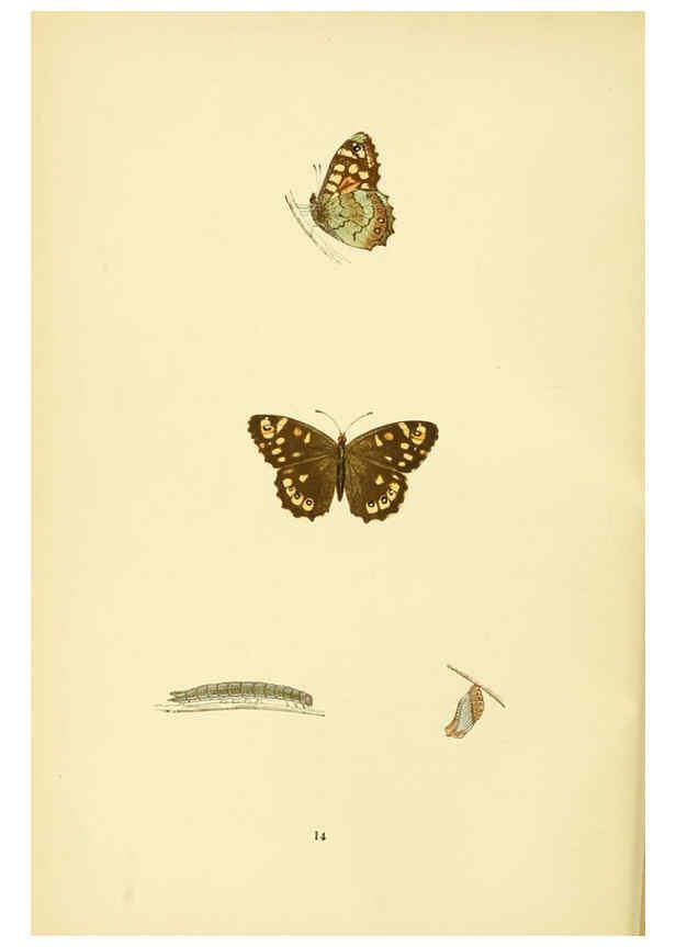 Reproducción/Reproduction 6073063293: A history of British butterflies London :John C. Nimmo,1890