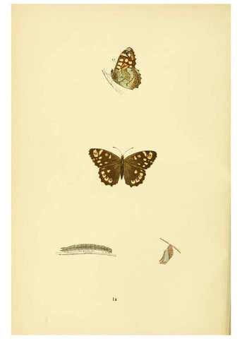 Reproducción/Reproduction 6073063293: A history of British butterflies London :John C. Nimmo,1890