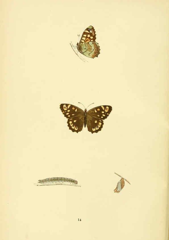 Reproducción/Reproduction 6073063293: A history of British butterflies London :John C. Nimmo,1890