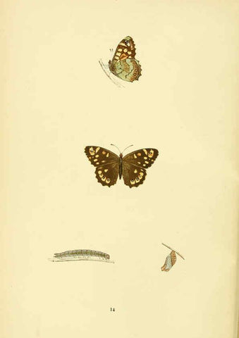 Reproducción/Reproduction 6073063293: A history of British butterflies London :John C. Nimmo,1890