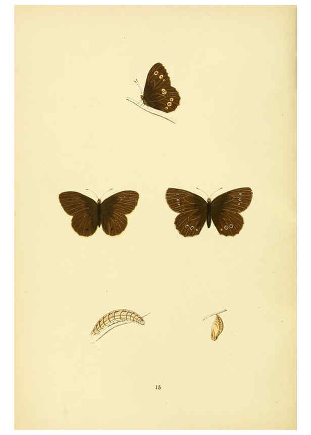 Reproducción/Reproduction 6073063539: A history of British butterflies London :John C. Nimmo,1890