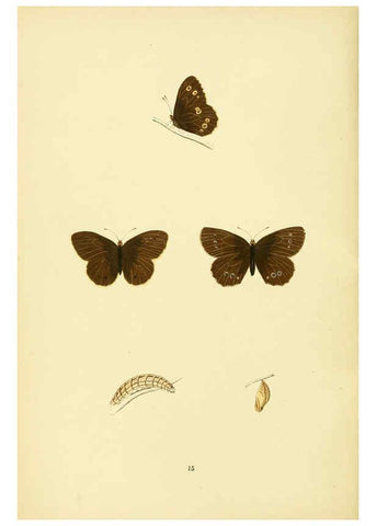 Reproducción/Reproduction 6073063539: A history of British butterflies London :John C. Nimmo,1890
