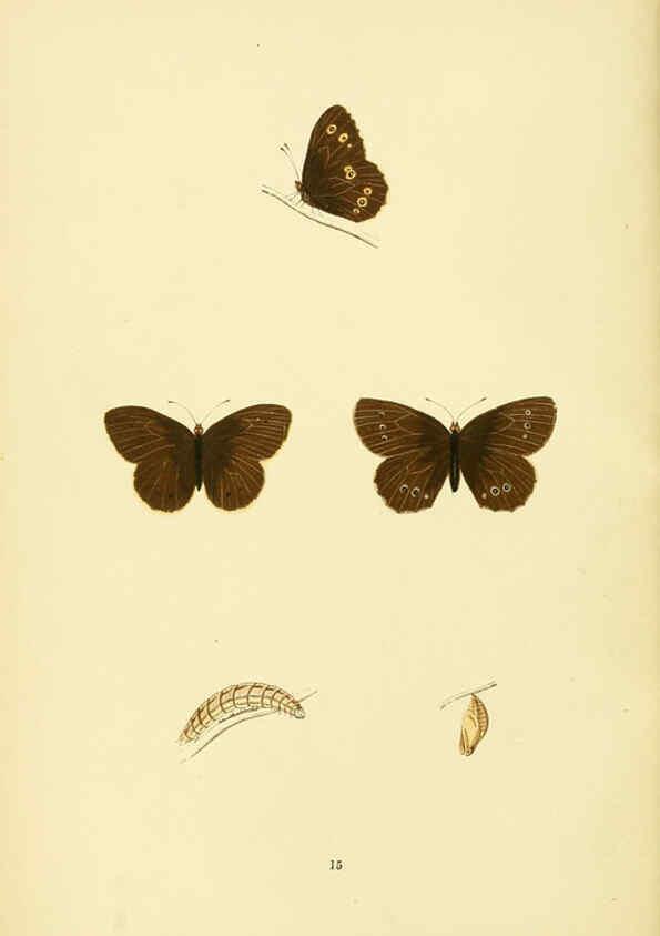 Reproducción/Reproduction 6073063539: A history of British butterflies London :John C. Nimmo,1890