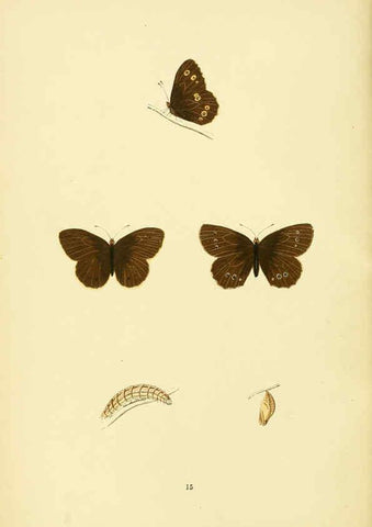 Reproducción/Reproduction 6073063539: A history of British butterflies London :John C. Nimmo,1890