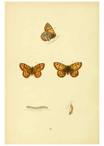 Reproducción/Reproduction 6073063871: A history of British butterflies London :John C. Nimmo,1890