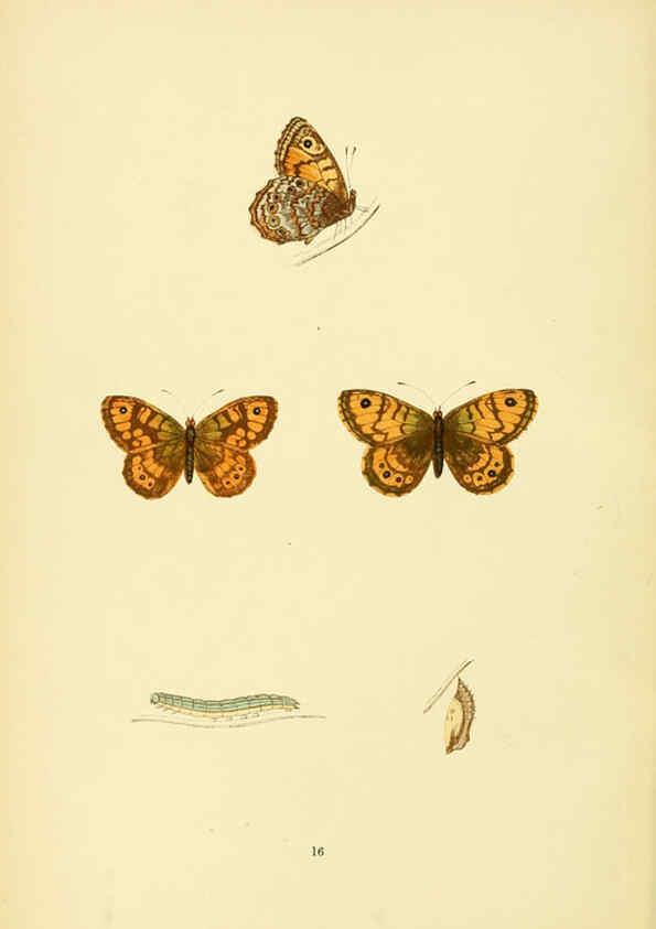 Reproducción/Reproduction 6073063871: A history of British butterflies London :John C. Nimmo,1890