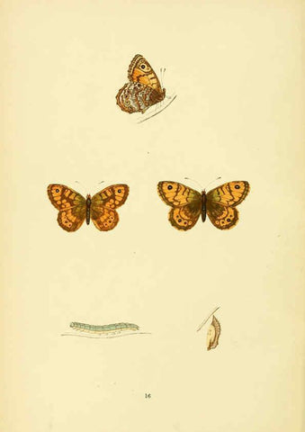 Reproducción/Reproduction 6073063871: A history of British butterflies London :John C. Nimmo,1890