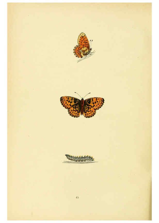 Reproducción/Reproduction 6073072901: A history of British butterflies London :John C. Nimmo,1890