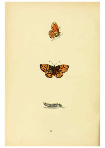 Reproducción/Reproduction 6073072901: A history of British butterflies London :John C. Nimmo,1890