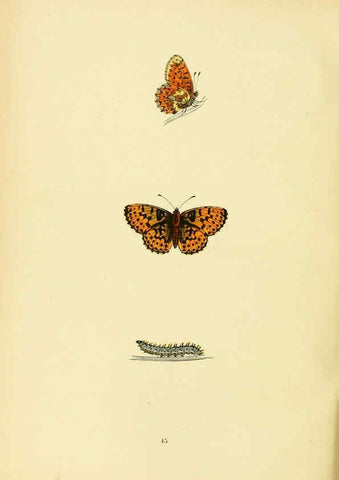 Reproducción/Reproduction 6073072901: A history of British butterflies London :John C. Nimmo,1890