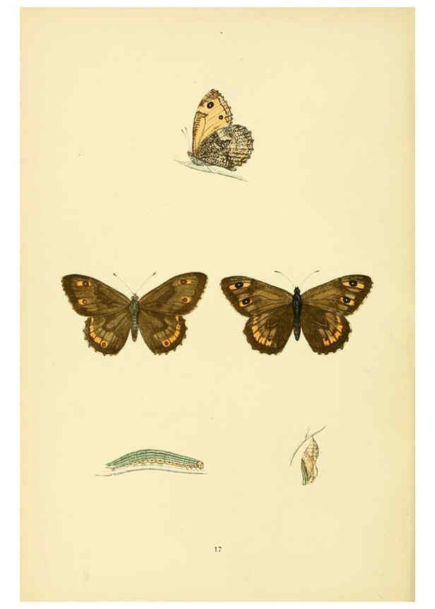 Reproducción/Reproduction 6073604918: A history of British butterflies London :John C. Nimmo,1890