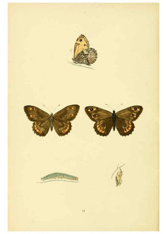 Reproducción/Reproduction 6073604918: A history of British butterflies London :John C. Nimmo,1890