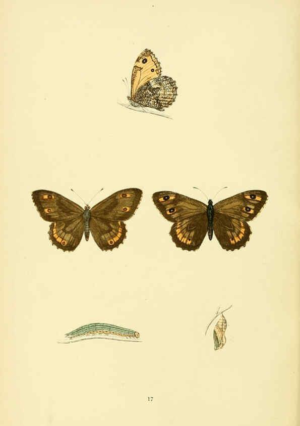 Reproducción/Reproduction 6073604918: A history of British butterflies London :John C. Nimmo,1890