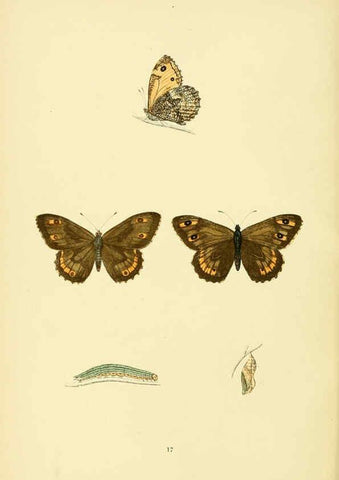 Reproducción/Reproduction 6073604918: A history of British butterflies London :John C. Nimmo,1890