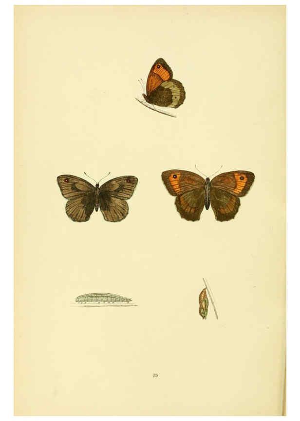 Reproducción/Reproduction 6073605536: A history of British butterflies London :John C. Nimmo,1890