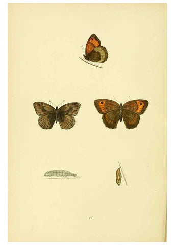 Reproducción/Reproduction 6073605536: A history of British butterflies London :John C. Nimmo,1890