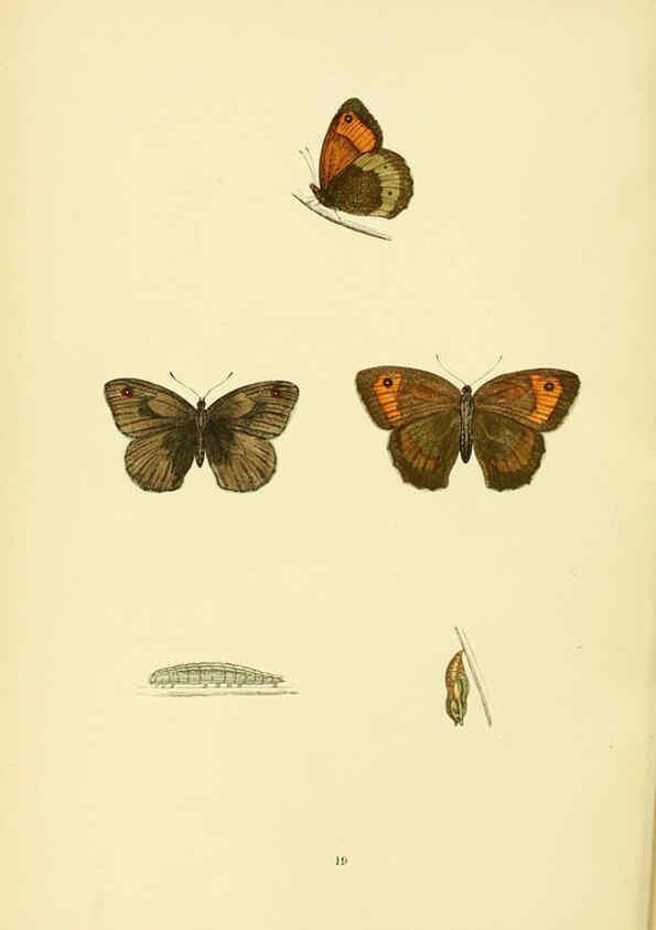 Reproducción/Reproduction 6073605536: A history of British butterflies London :John C. Nimmo,1890