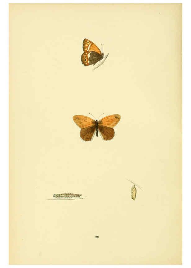 Reproducción/Reproduction 6073065239: A history of British butterflies London :John C. Nimmo,1890