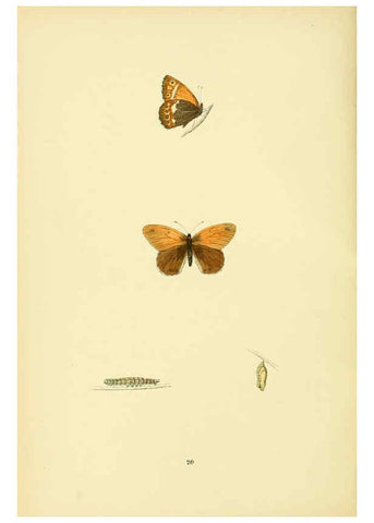 Reproducción/Reproduction 6073065239: A history of British butterflies London :John C. Nimmo,1890
