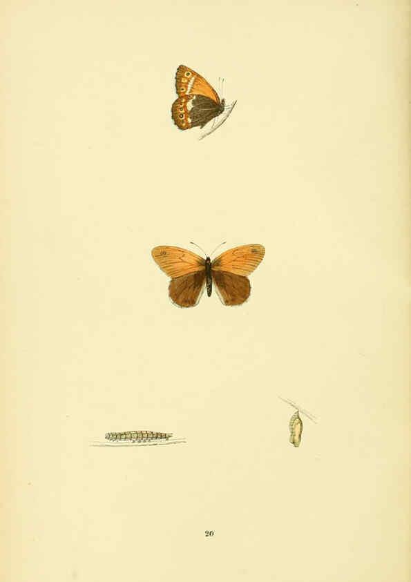 Reproducción/Reproduction 6073065239: A history of British butterflies London :John C. Nimmo,1890