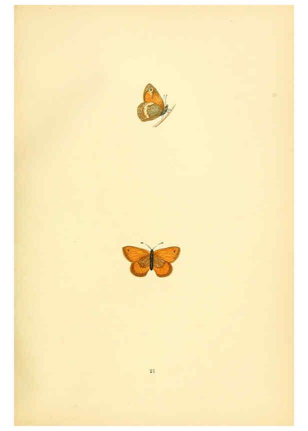 Reproducción/Reproduction 6073065521: A history of British butterflies London :John C. Nimmo,1890