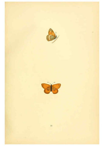 Reproducción/Reproduction 6073065521: A history of British butterflies London :John C. Nimmo,1890