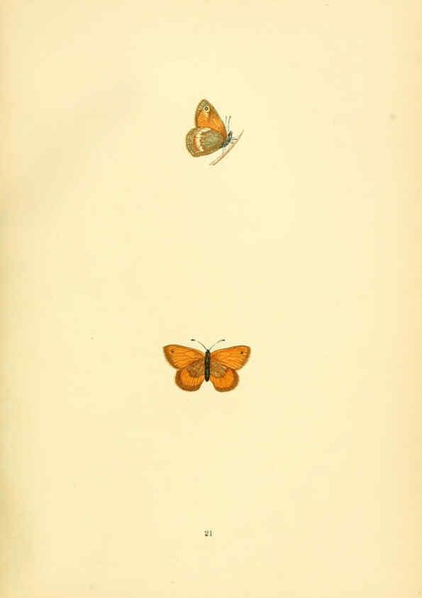 Reproducción/Reproduction 6073065521: A history of British butterflies London :John C. Nimmo,1890