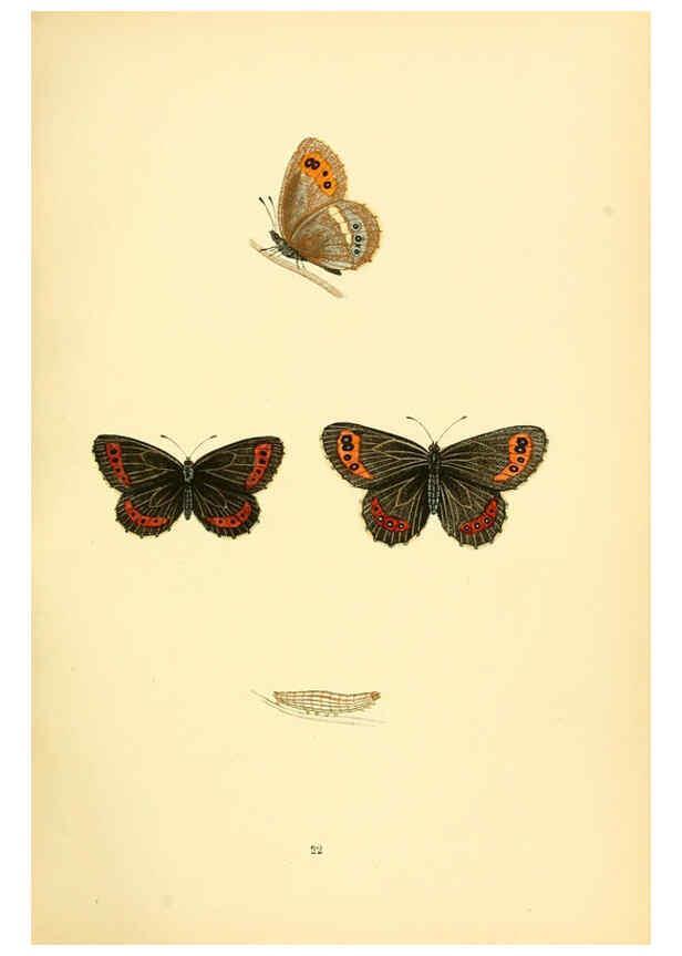 Reproducción/Reproduction 6073065769: A history of British butterflies London :John C. Nimmo,1890