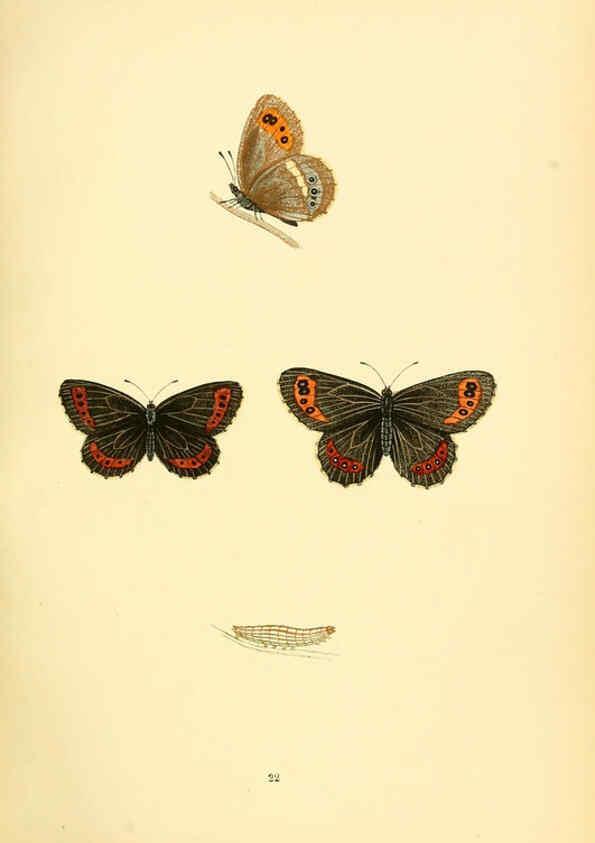 Reproducción/Reproduction 6073065769: A history of British butterflies London :John C. Nimmo,1890