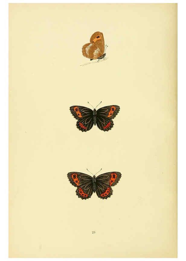 Reproducción/Reproduction 6073606636: A history of British butterflies London :John C. Nimmo,1890