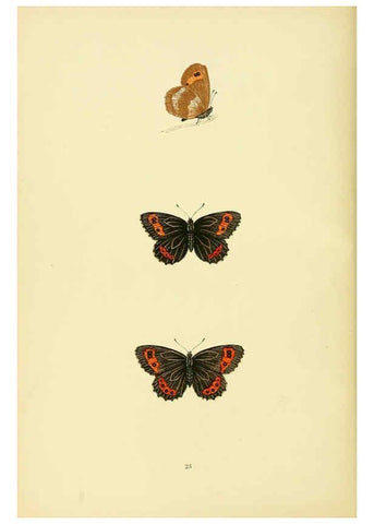 Reproducción/Reproduction 6073606636: A history of British butterflies London :John C. Nimmo,1890
