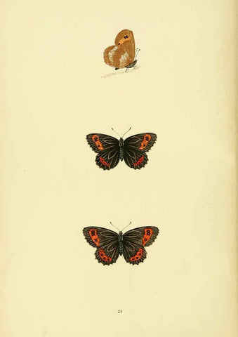 Reproducción/Reproduction 6073606636: A history of British butterflies London :John C. Nimmo,1890