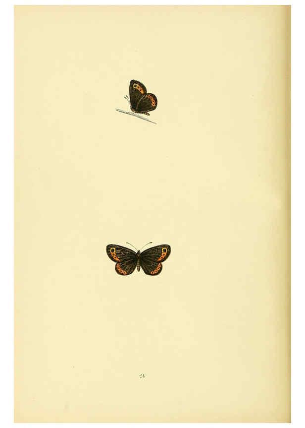 Reproducción/Reproduction 6073066297: A history of British butterflies London :John C. Nimmo,1890