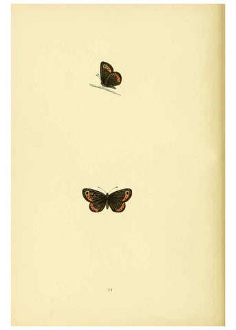 Reproducción/Reproduction 6073066297: A history of British butterflies London :John C. Nimmo,1890