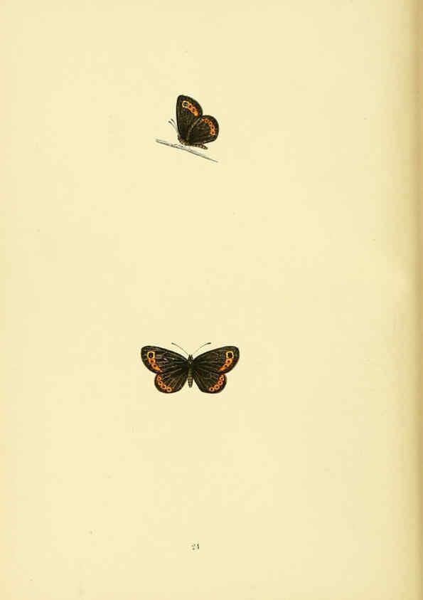 Reproducción/Reproduction 6073066297: A history of British butterflies London :John C. Nimmo,1890