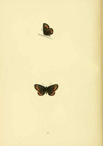 Reproducción/Reproduction 6073066297: A history of British butterflies London :John C. Nimmo,1890
