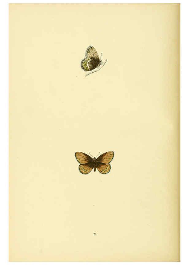 Reproducción/Reproduction 6073607178: A history of British butterflies London :John C. Nimmo,1890