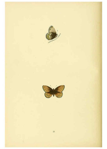 Reproducción/Reproduction 6073607178: A history of British butterflies London :John C. Nimmo,1890