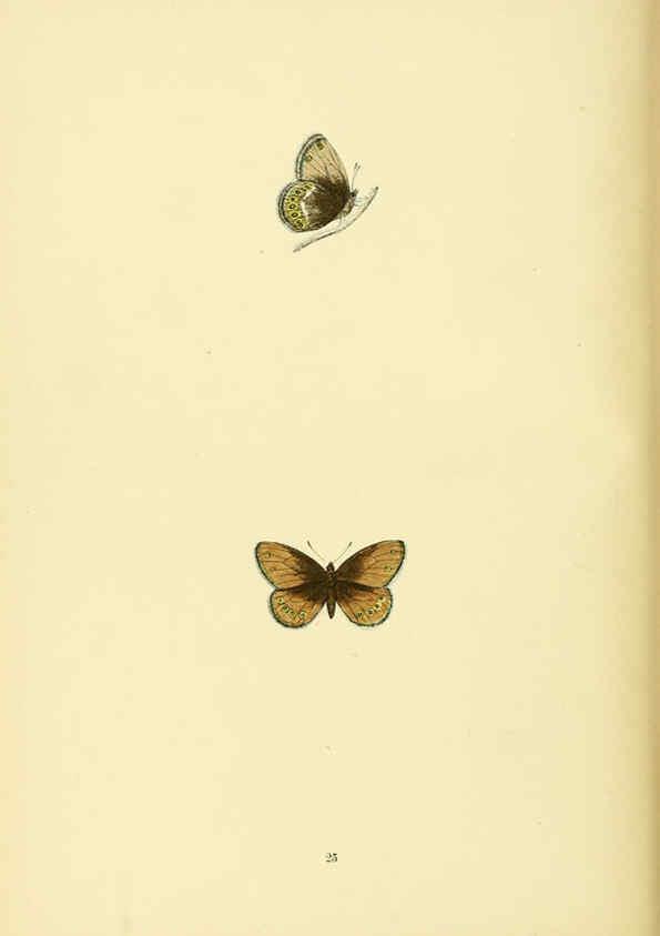 Reproducción/Reproduction 6073607178: A history of British butterflies London :John C. Nimmo,1890