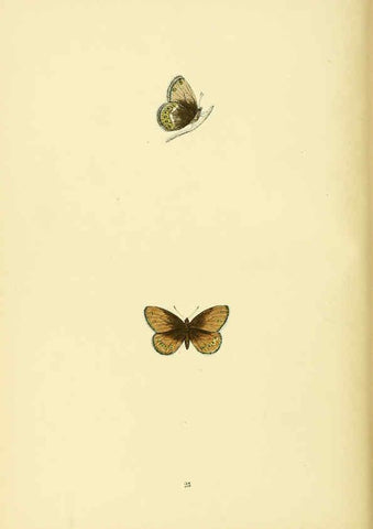Reproducción/Reproduction 6073607178: A history of British butterflies London :John C. Nimmo,1890