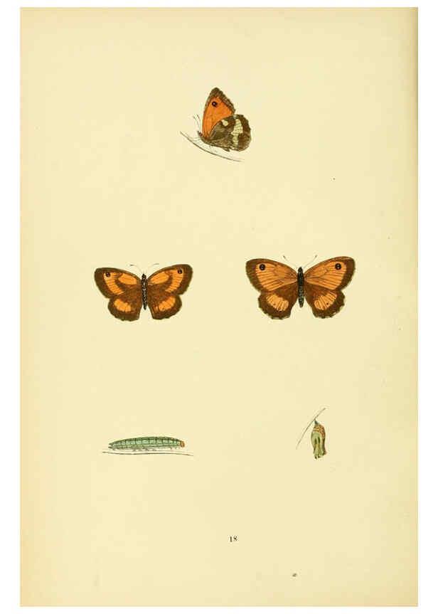 Reproducción/Reproduction 6073064655: A history of British butterflies London :John C. Nimmo,1890