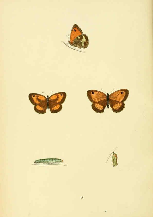 Reproducción/Reproduction 6073064655: A history of British butterflies London :John C. Nimmo,1890