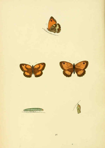 Reproducción/Reproduction 6073064655: A history of British butterflies London :John C. Nimmo,1890