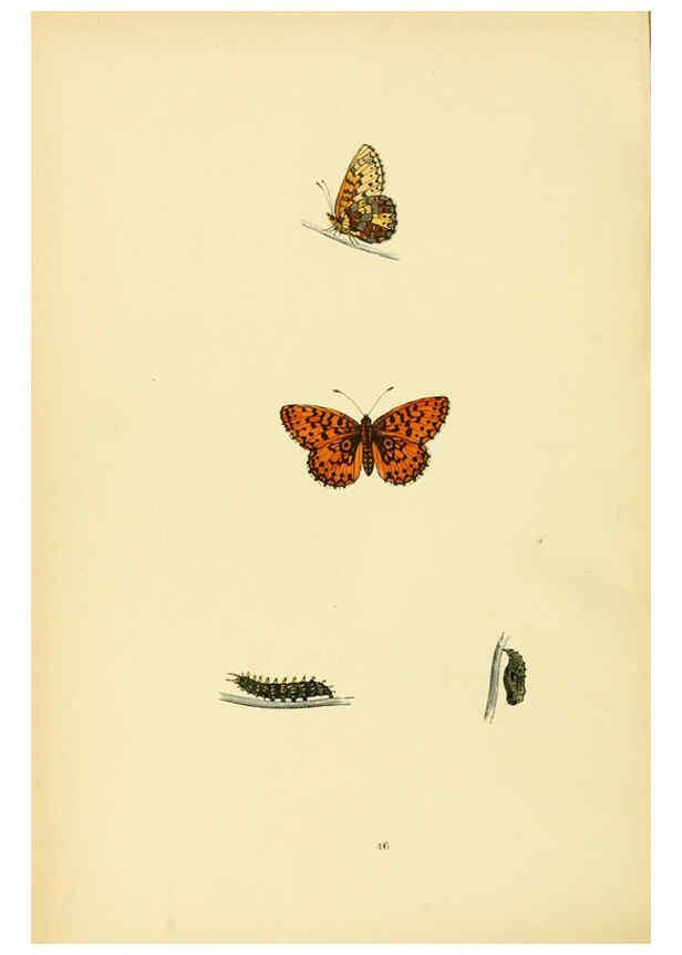 Reproducción/Reproduction 6073613644: A history of British butterflies London :John C. Nimmo,1890
