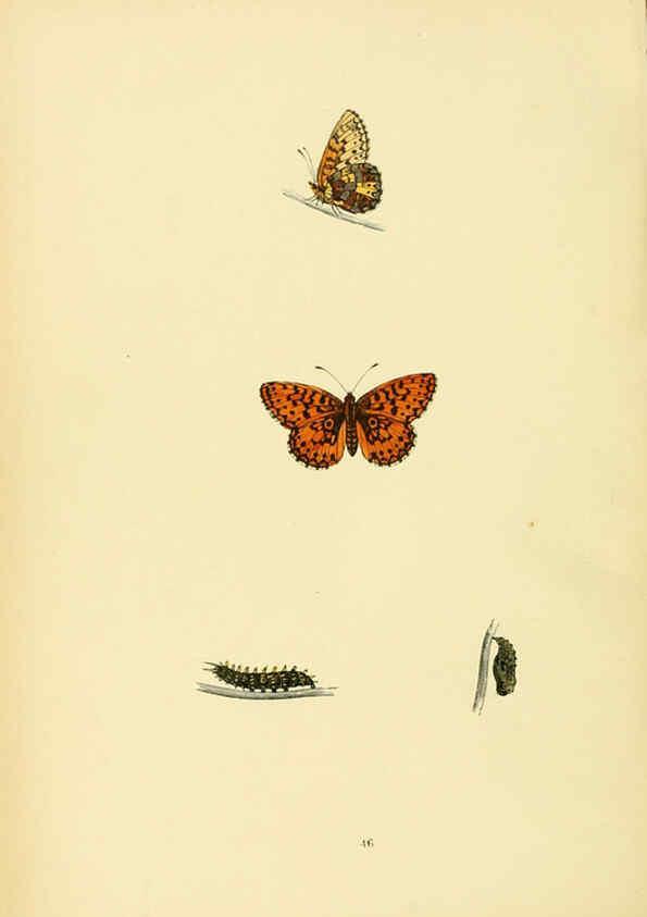 Reproducción/Reproduction 6073613644: A history of British butterflies London :John C. Nimmo,1890