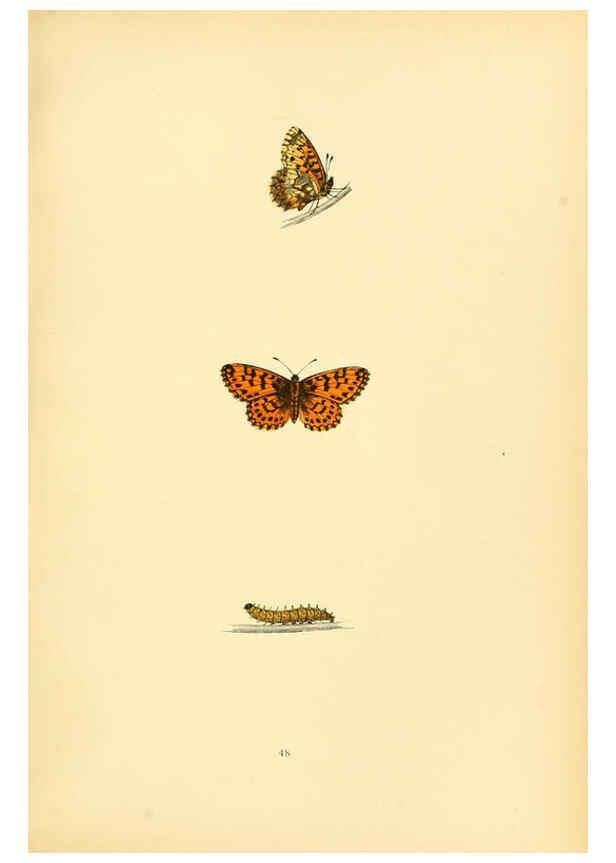 Reproducción/Reproduction 6073073697: A history of British butterflies London :John C. Nimmo,1890