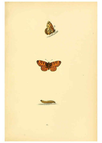 Reproducción/Reproduction 6073073697: A history of British butterflies London :John C. Nimmo,1890