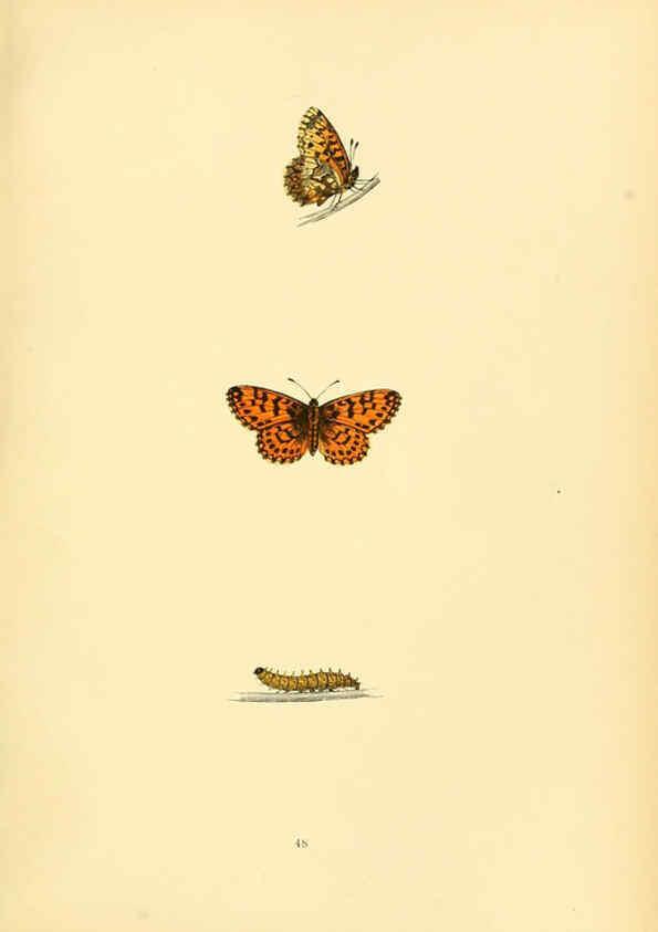 Reproducción/Reproduction 6073073697: A history of British butterflies London :John C. Nimmo,1890